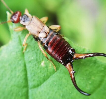 Prevent Earwigs